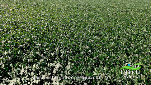 INICIO 3.00_00_26_29.Quadro005_6f05244fab73a130b52e23f6ba9c227fd175a072.jpg